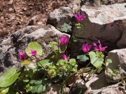 cyclamen Sardinia