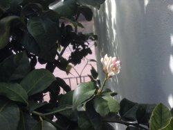 Flowers on lemon tree March 2016
